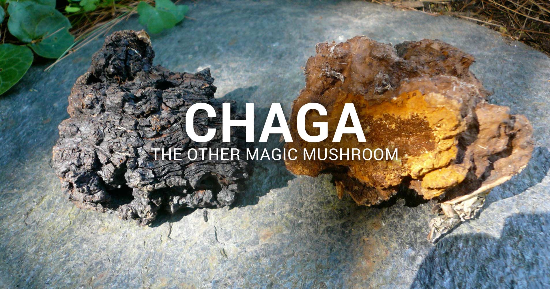 Chaga - The Other Magic Mushroom
